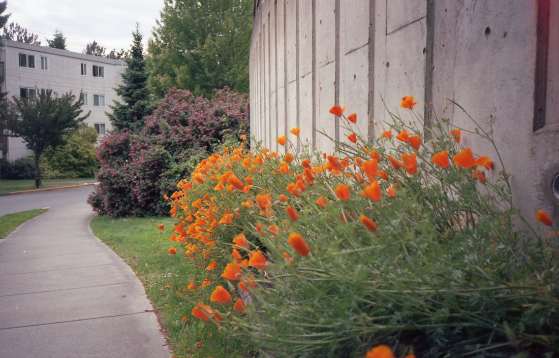 Kodak Ektar 100 - Yashica T4