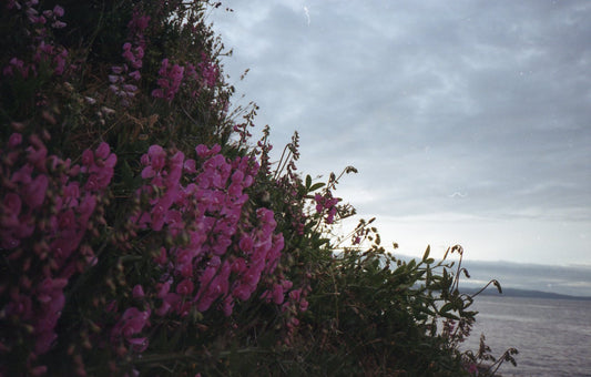 Kodak 200 - Yashica T4