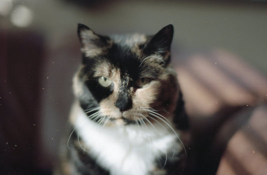 Kodak Portra 160 - Contax 35mm