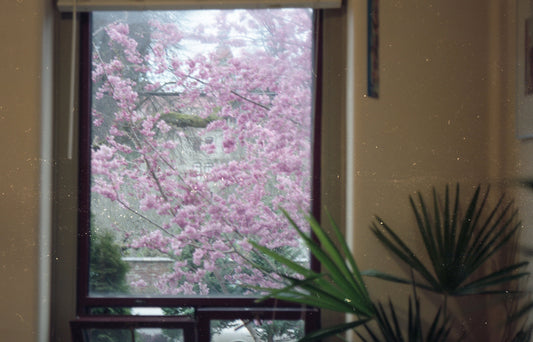 Kodak Portra 160 - Contax 35mm