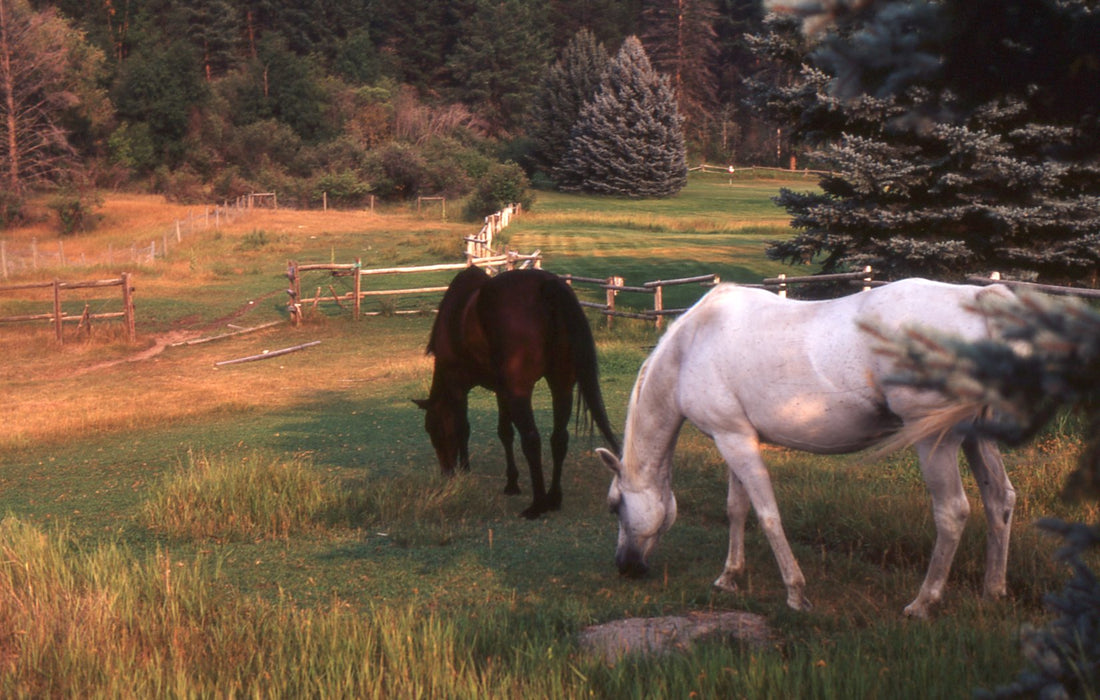 Fuji Slide Film - Contax 159mm